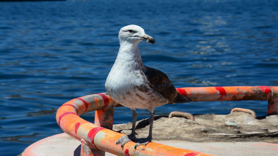 Tour To Valparaíso And Viña Del Mar. foto 28