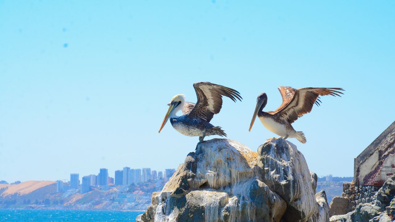 Tour To Valparaíso And Viña Del Mar. (28)