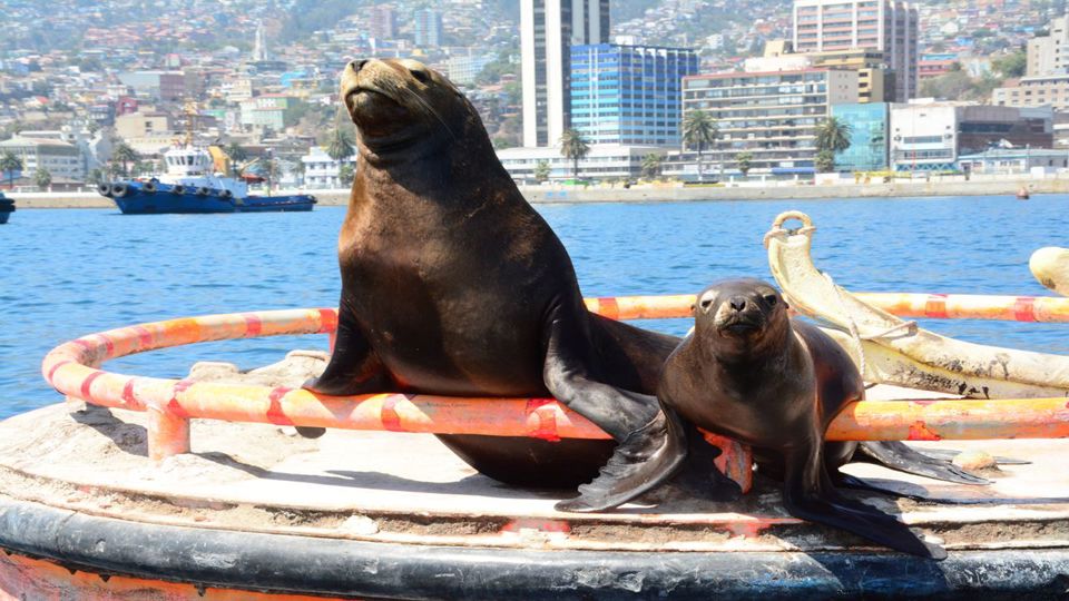 Tour To Valparaíso And Viña Del Mar. foto 12