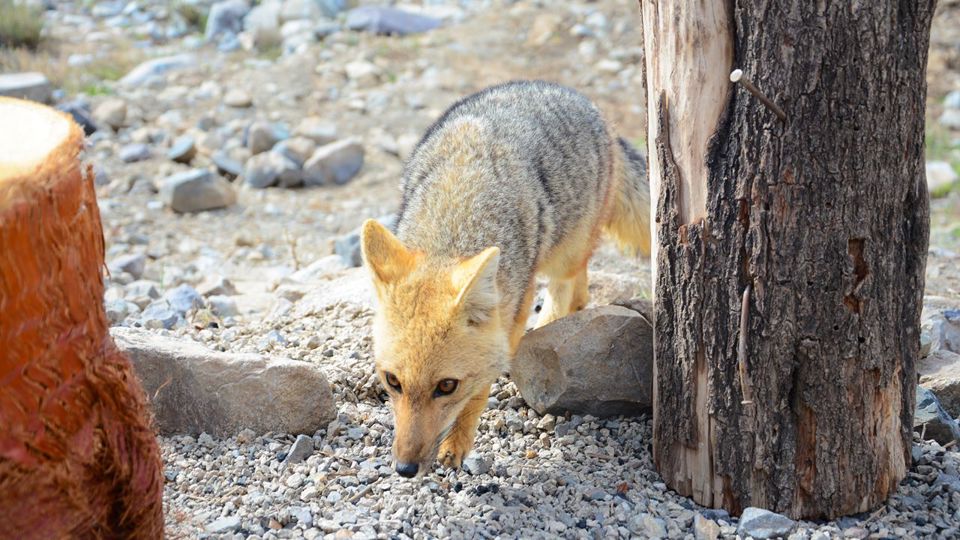 El Yeso Reservoir And Cajón Del Maipo Tour foto 8