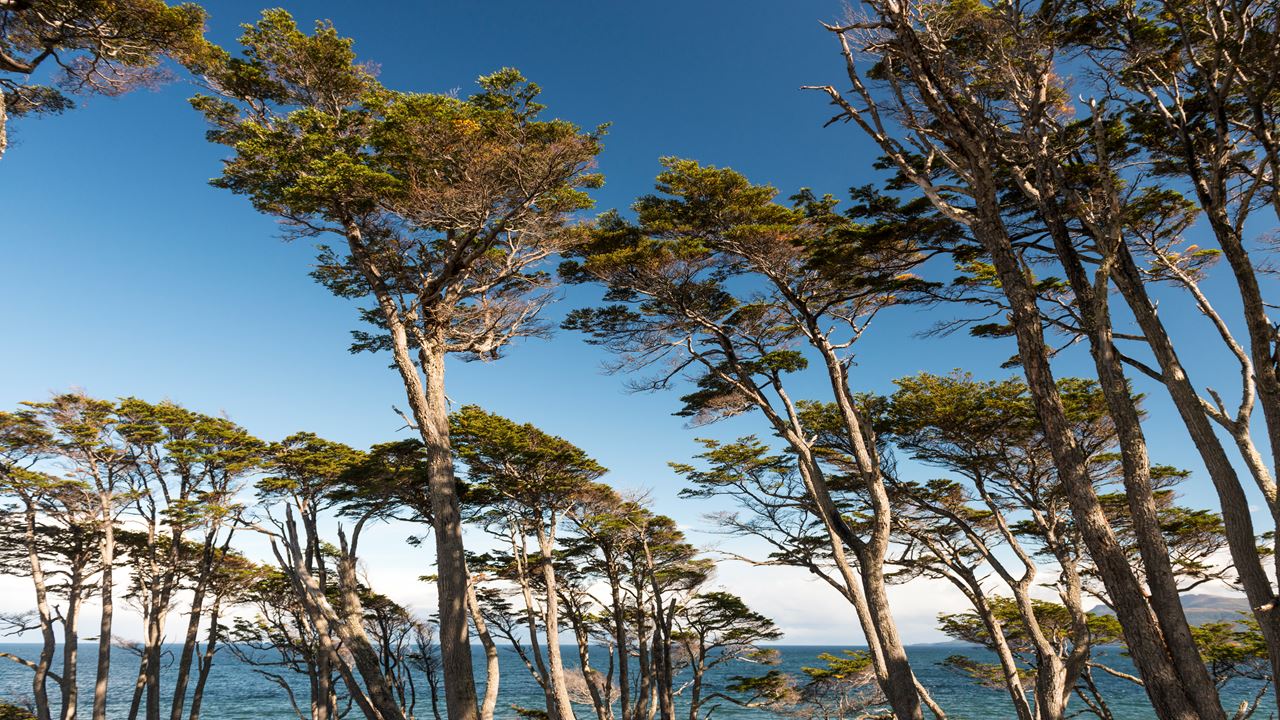 Tour Fuerte Bulnes, Strait Park foto 12