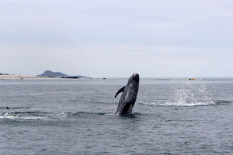 Damas Island Tour Penguin Watching foto 24