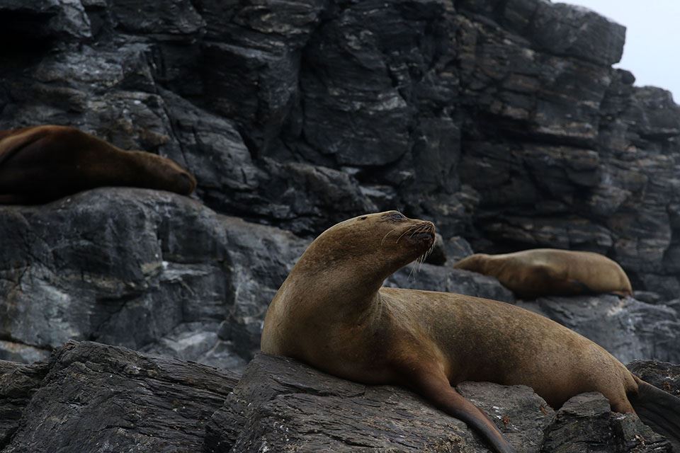 Damas Island Tour Penguin Watching foto 10