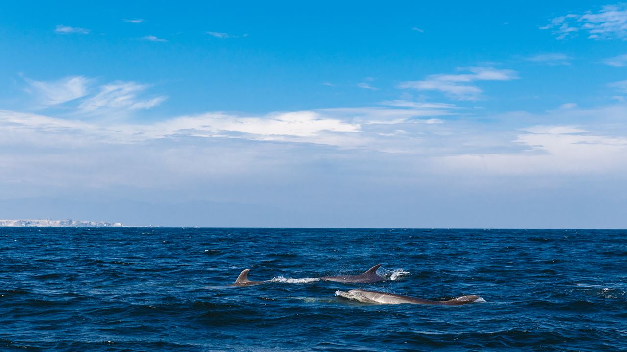 Damas Island Tour Penguin Watching foto 5