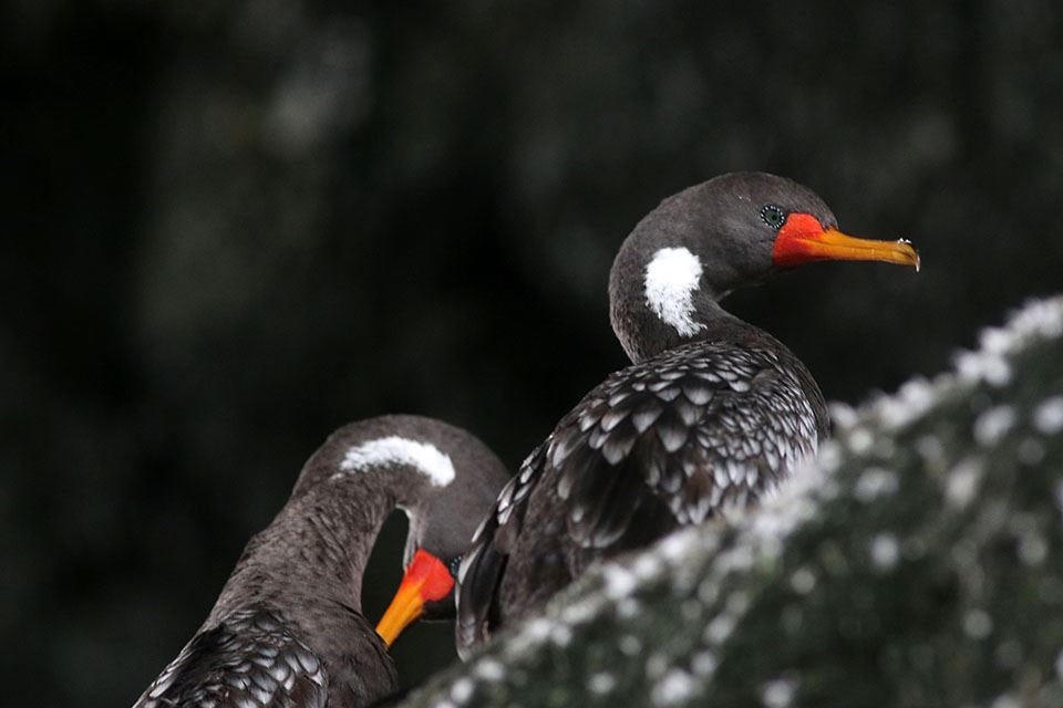 Damas Island Tour Penguin Watching foto 11