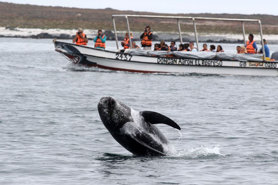 Damas Island Tour Penguin Watching foto 25