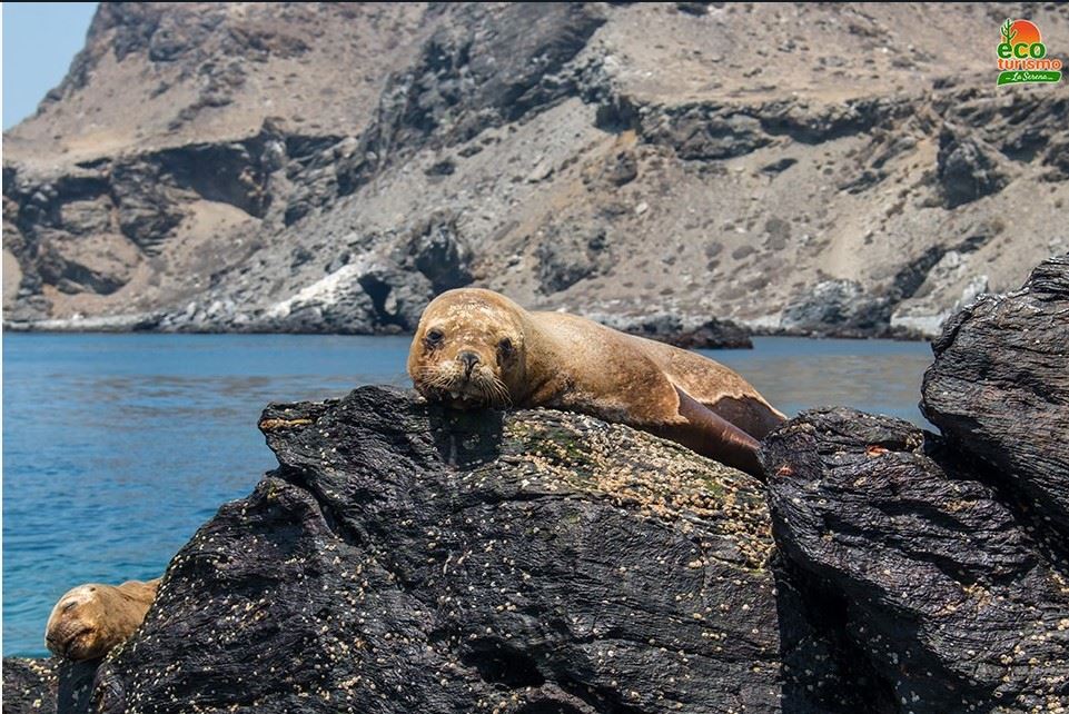 Damas Island Tour Penguin Watching foto 8