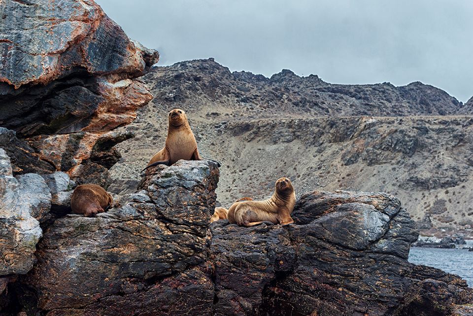 Damas Island Tour Penguin Watching foto 19
