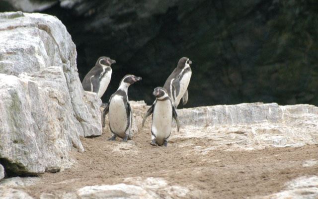 Damas Island Tour Penguin Watching foto 17