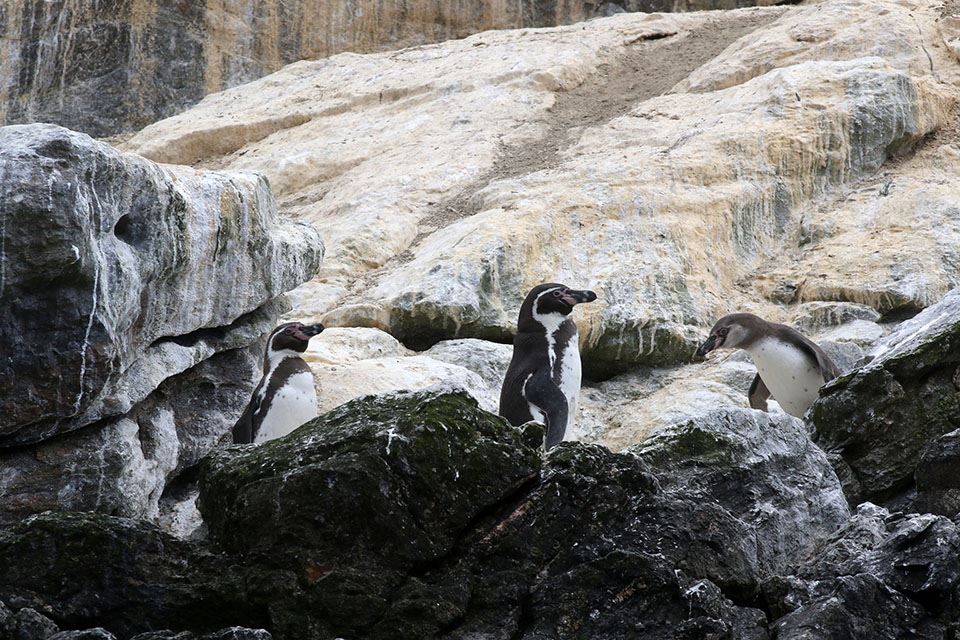 Damas Island Tour Penguin Watching foto 12