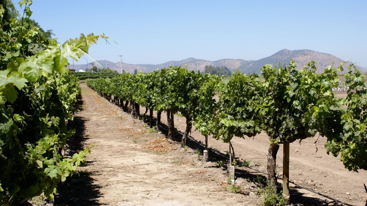 Tour And Tasting At Concha Y Toro Vineyard (0)