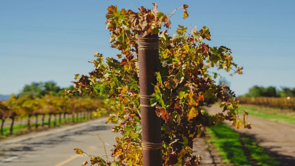 Undurraga Vineyard Tour And Tasting From Santiago foto 3