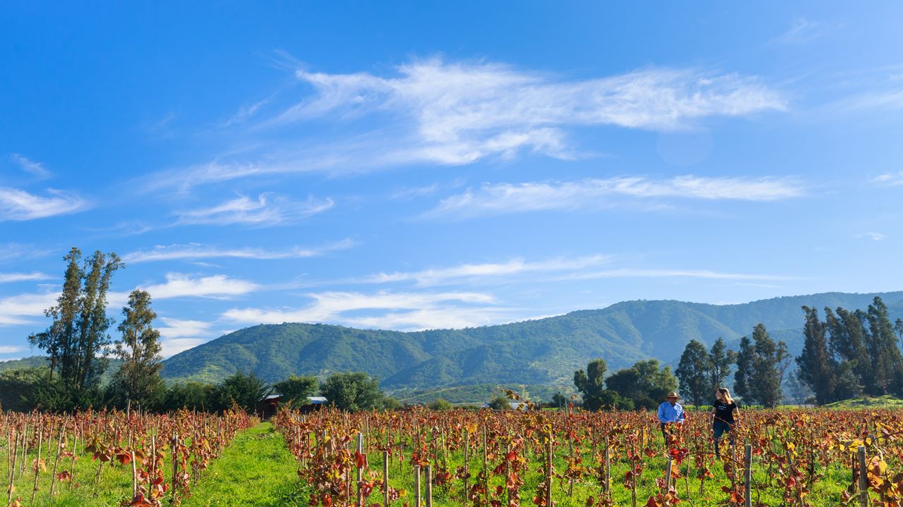 Wine Tour And Tasting - Casablanca Valley Boutique Vineyards (4)