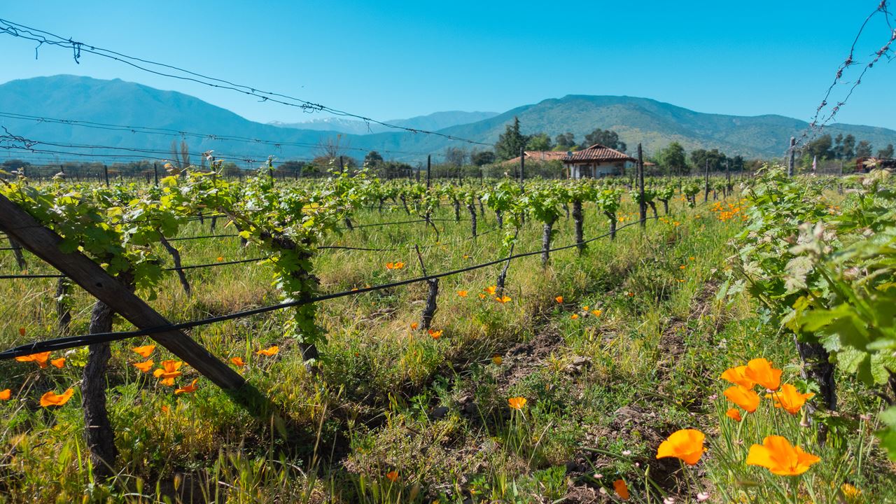 Wine Tour And Tasting - Casablanca Valley Boutique Vineyards (3)