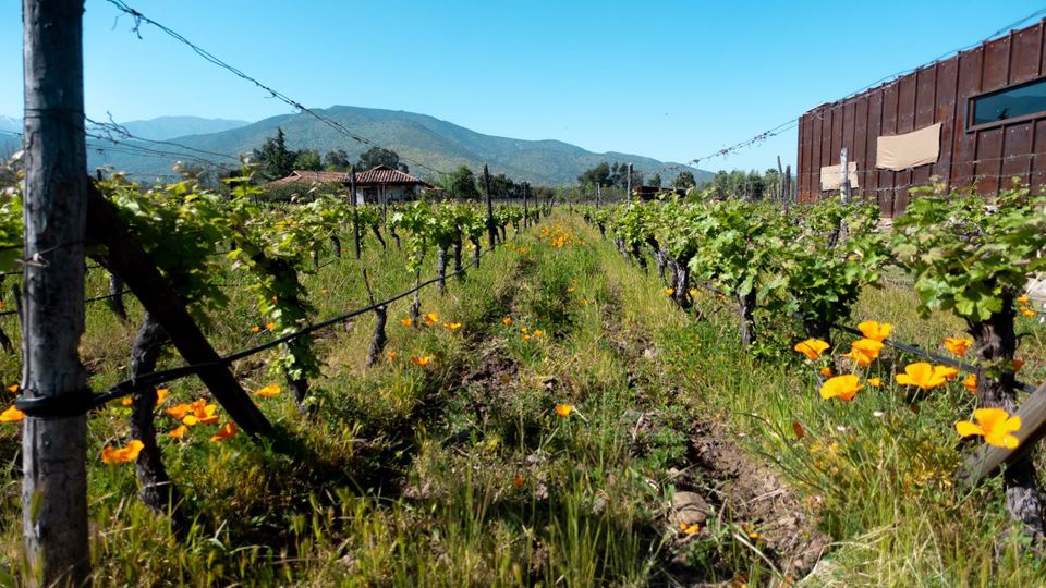Wine Tour And Tasting - Maipo Valley Boutique Vineyards foto 6
