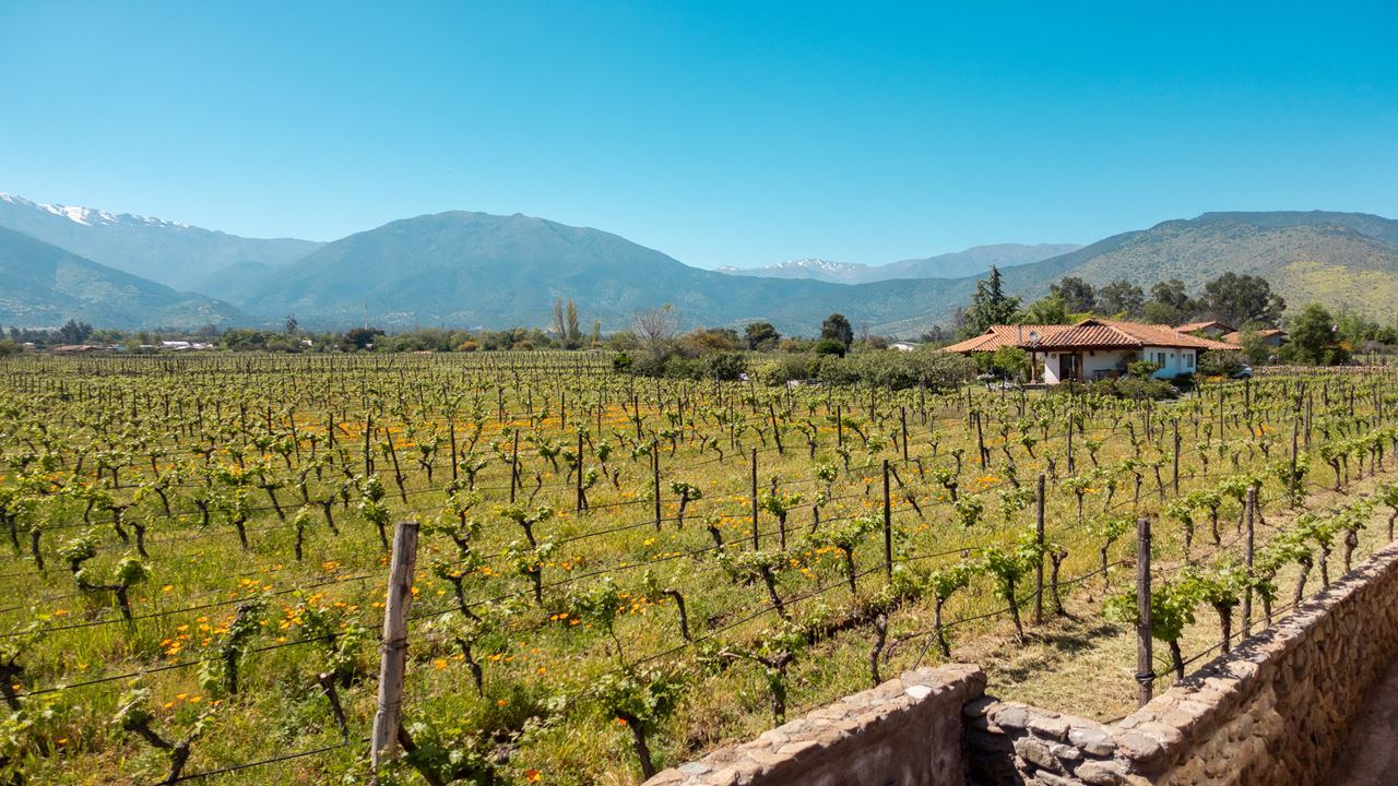 Wine Tour And Tasting - Maipo Valley Boutique Vineyards (8)