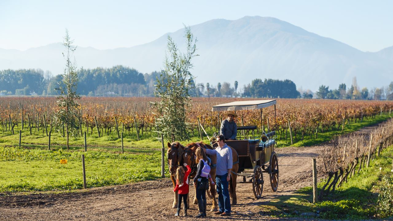 Wine Tour And Tasting - Maipo Valley Boutique Vineyards (6)