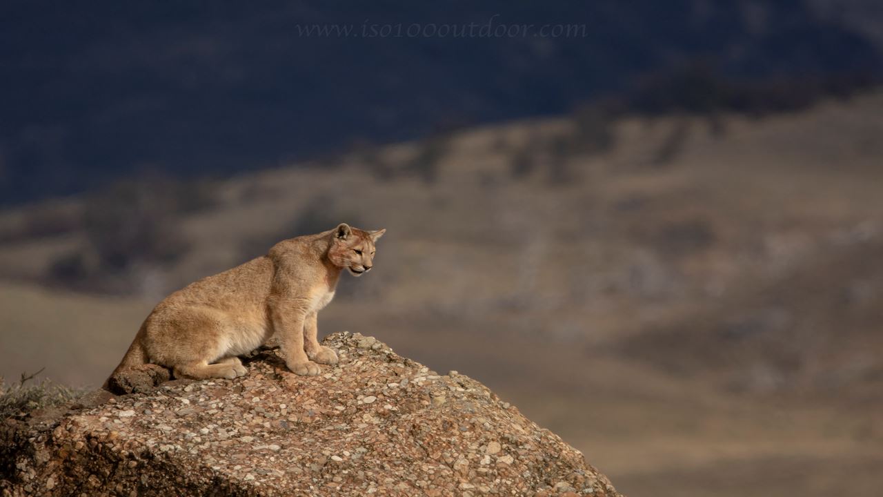 Seguindo O Rastro Do Puma foto 8