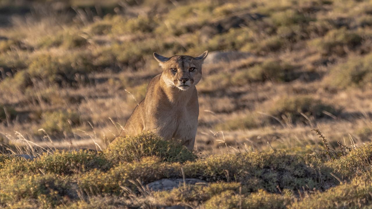 Seguindo O Rastro Do Puma foto 1