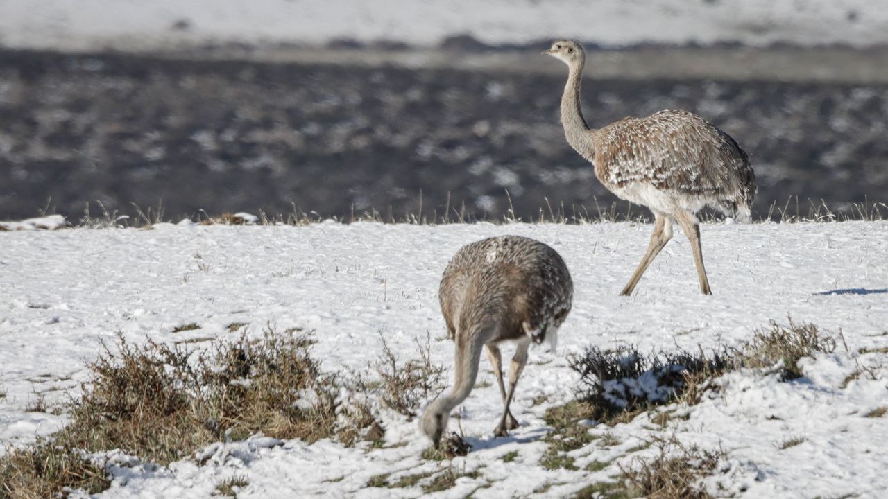 Seguindo O Rastro Do Puma foto 18
