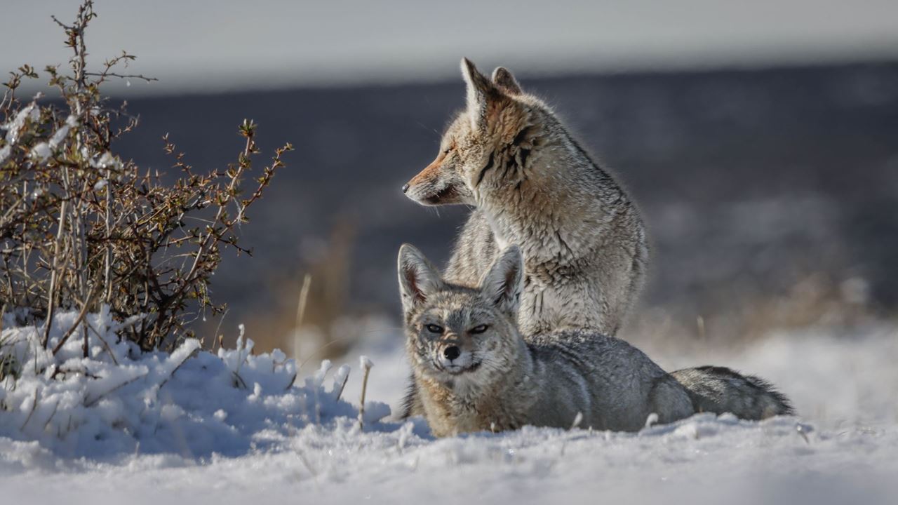 Seguindo O Rastro Do Puma foto 16