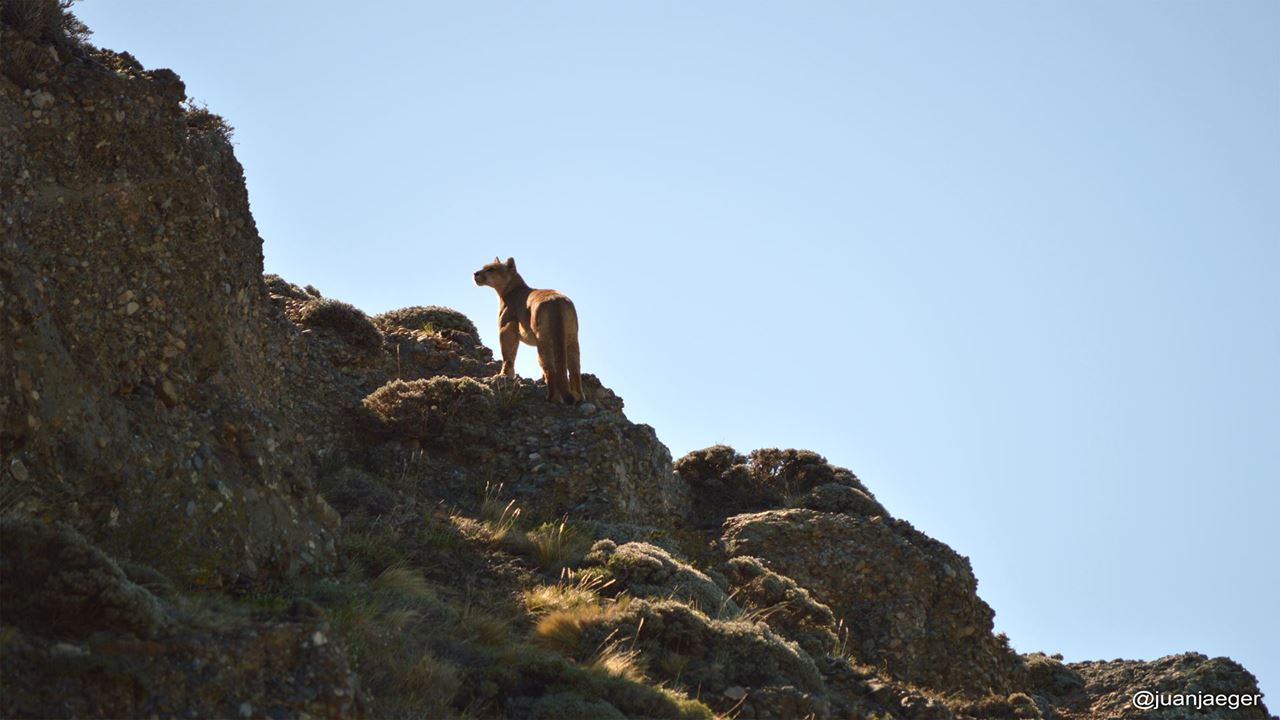 Seguindo O Rastro Do Puma foto 2