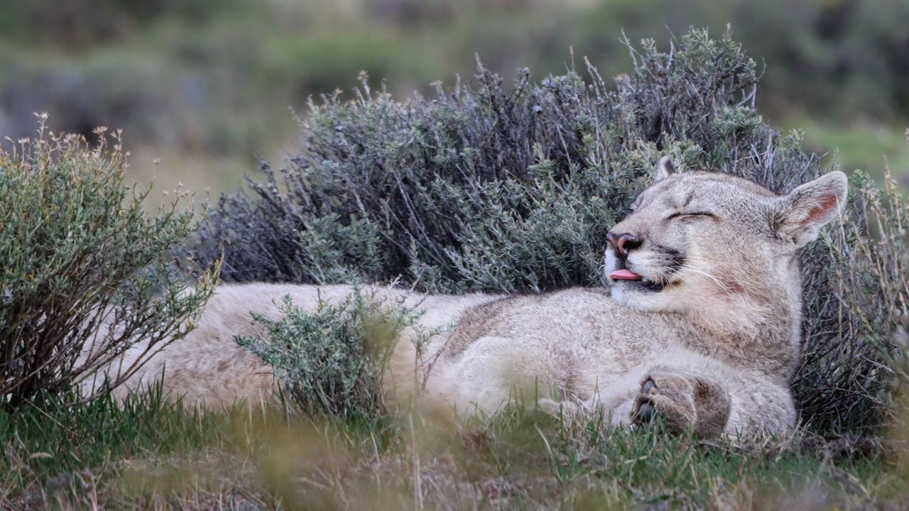 Seguindo O Rastro Do Puma foto 15