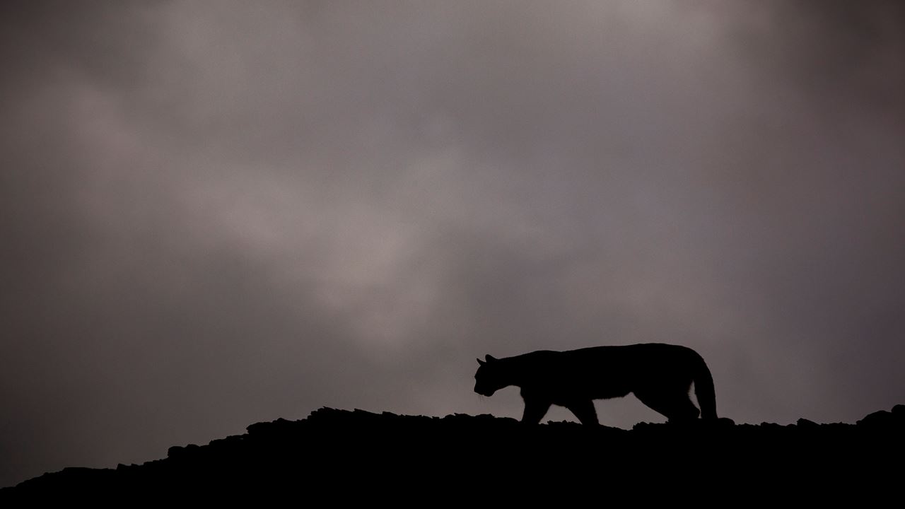 Seguindo O Rastro Do Puma foto 6