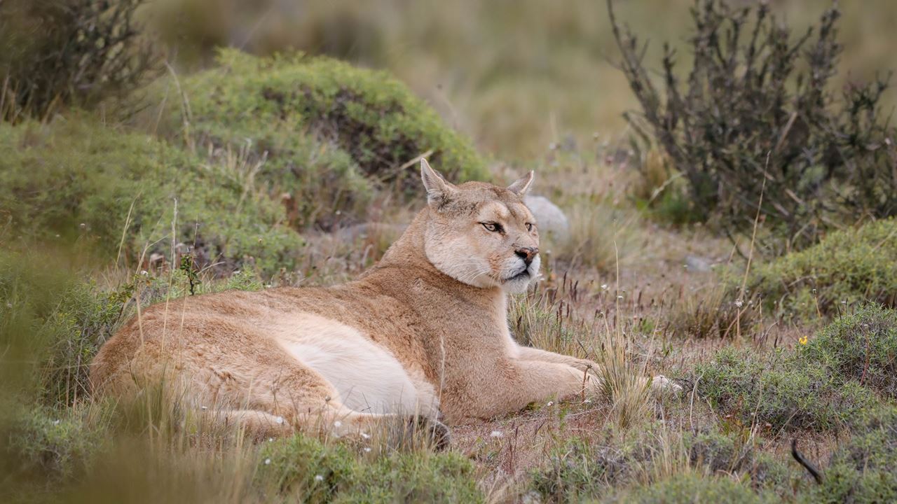 Seguindo O Rastro Do Puma foto 10