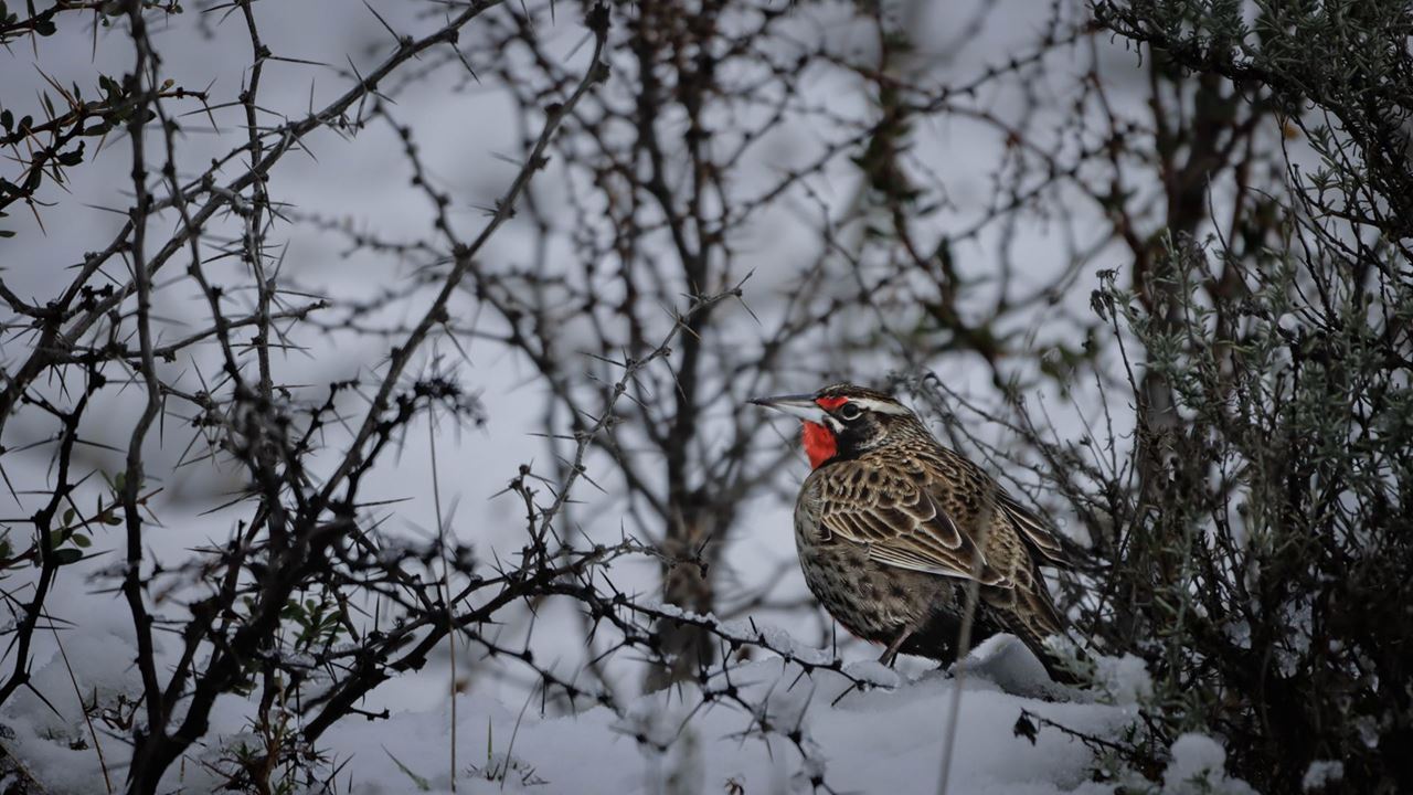 Seguindo O Rastro Do Puma foto 17