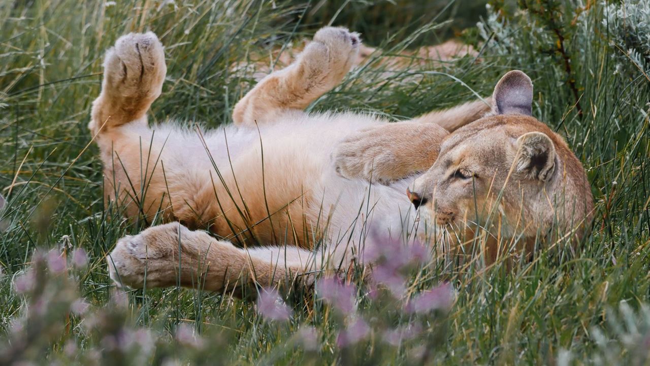 Seguindo O Rastro Do Puma foto 12