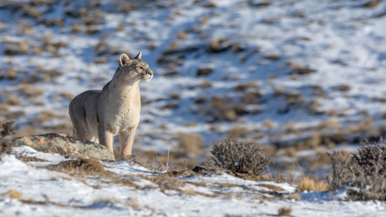 Seguindo O Rastro Do Puma foto 7