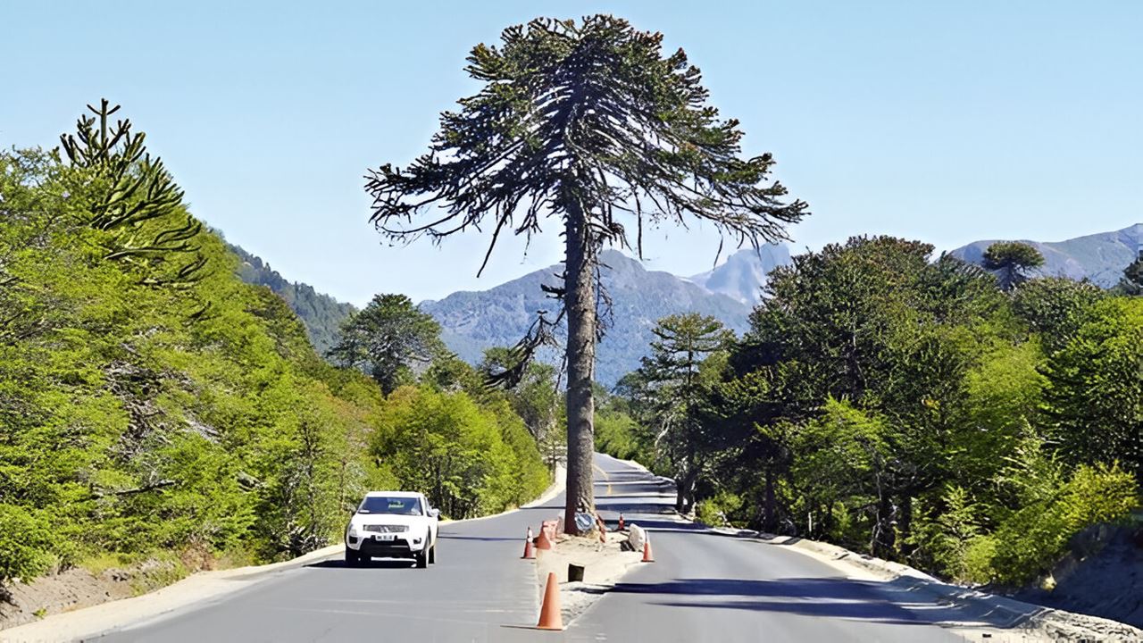 Full-day Trip From Pucon To San Martin De Los Andes foto 2