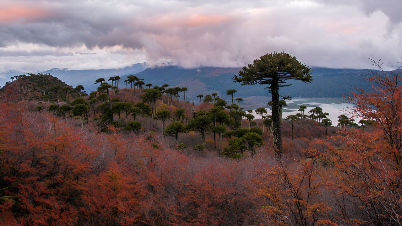 Full-day Trip From Pucon To San Martin De Los Andes foto 4