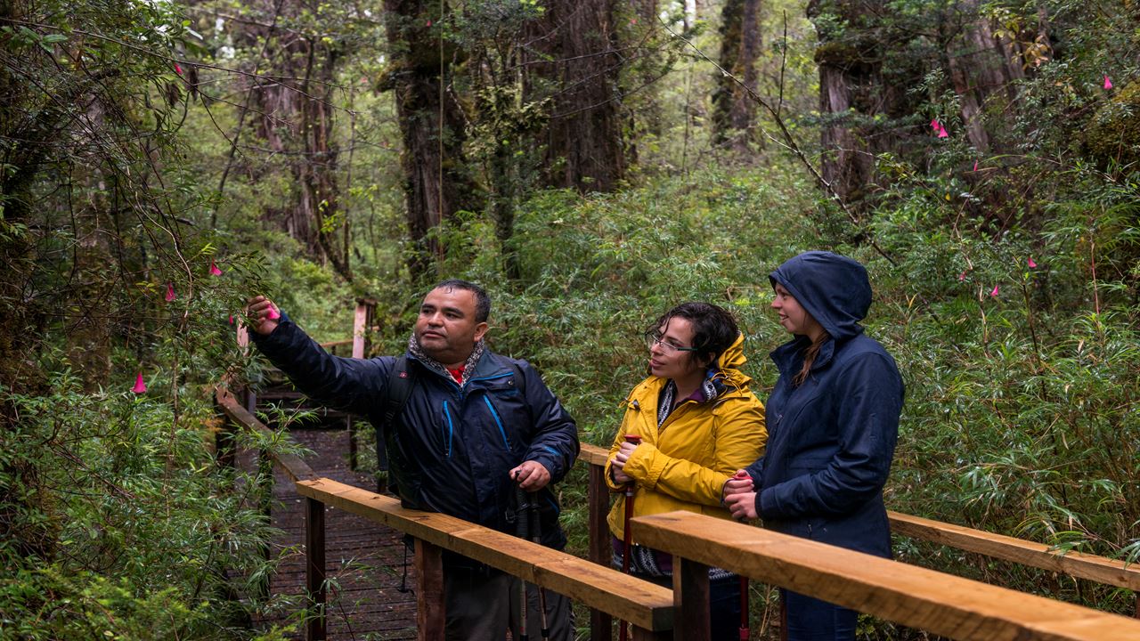 Trek Alerce Coastal National Park Ancestral Forests
 foto 2