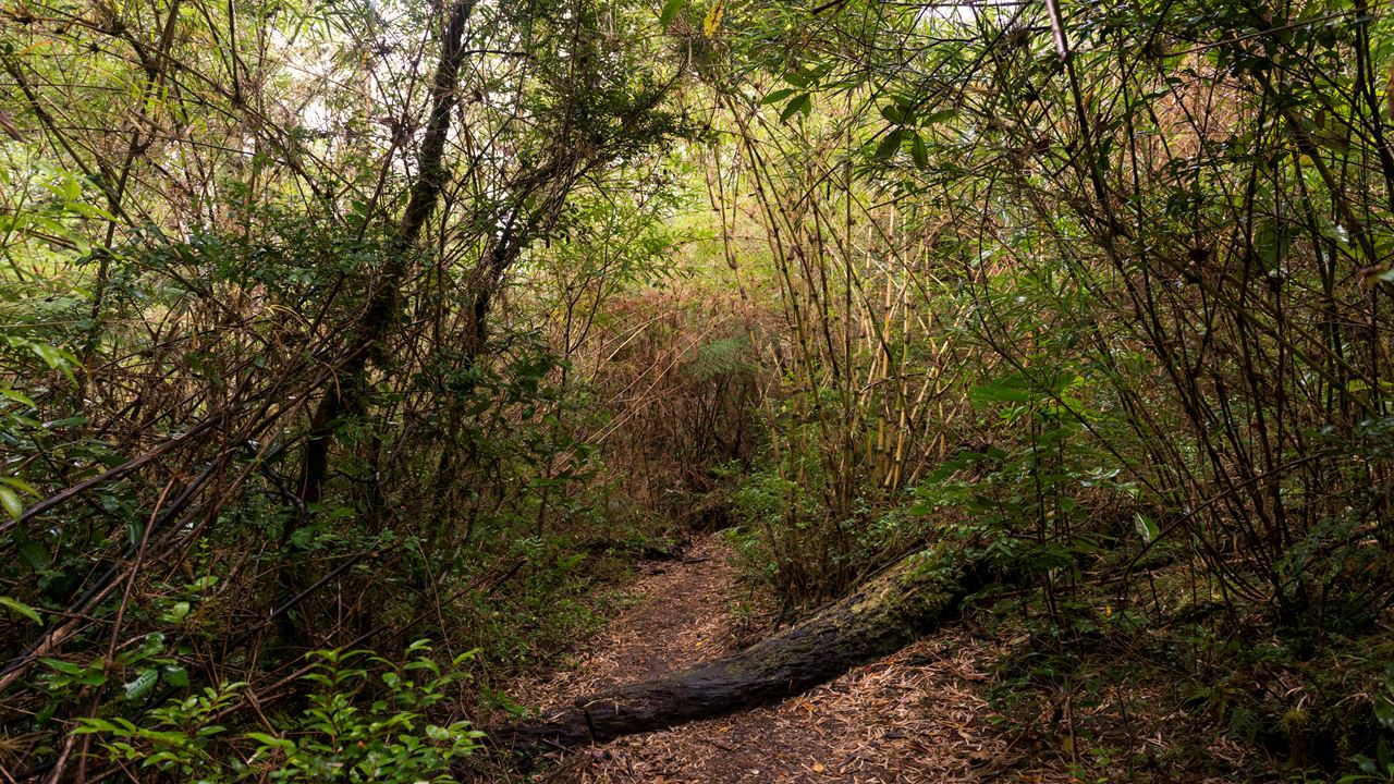 Trek Alerce Coastal National Park Ancestral Forests
 foto 7