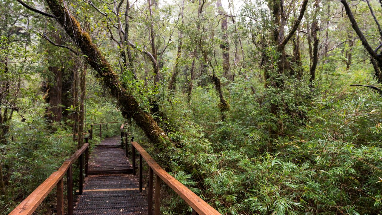 Trek Alerce Coastal National Park Ancestral Forests
 foto 6