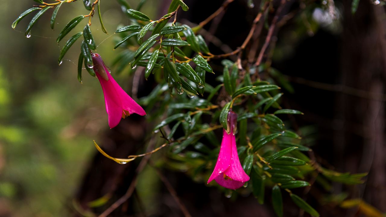Trek Alerce Coastal National Park Ancestral Forests
 foto 3