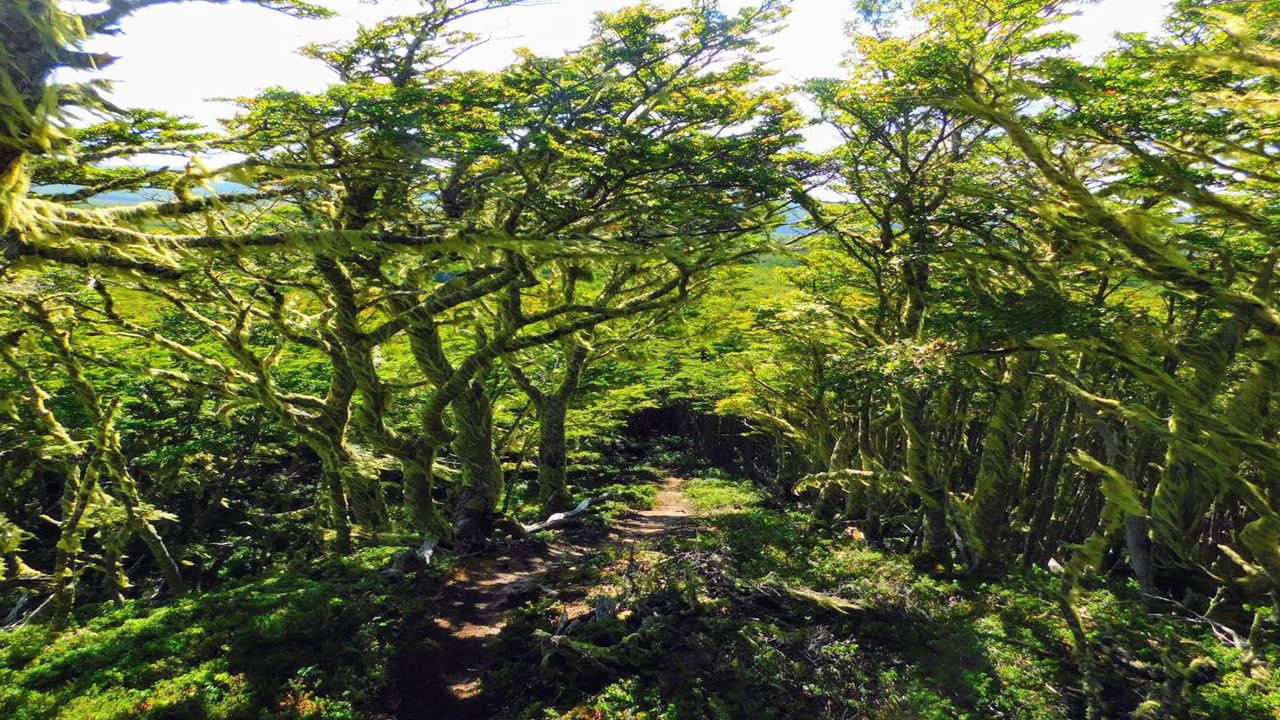 Trekking A Reserva Nacional Magallanes En Punta Arenas foto 1