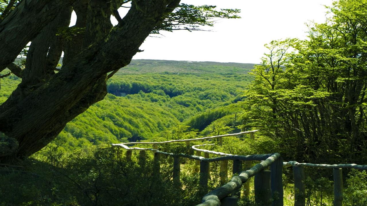 Trekking A Reserva Nacional Magallanes En Punta Arenas foto 2