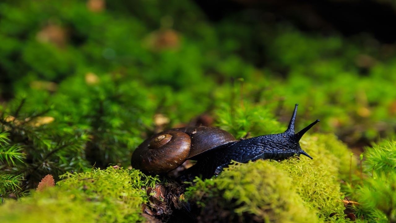 Trekking Parque Nacional Huerquehue foto 9