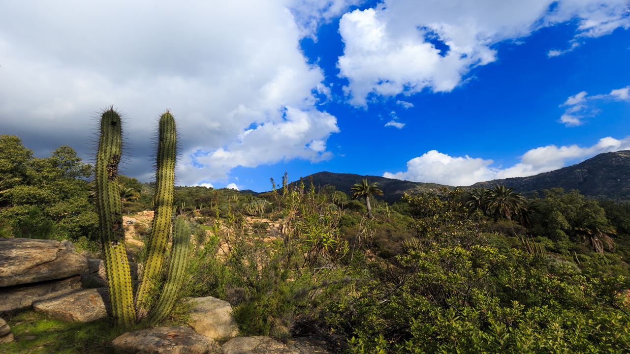 Trekking In La Campana National Park (4)