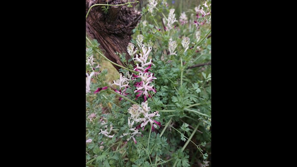 Trekking Aguas De San Ramon Natural Park foto 5