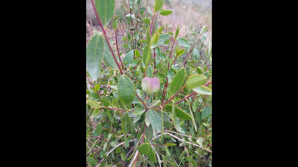 Trekking Aguas De San Ramon Natural Park foto 2