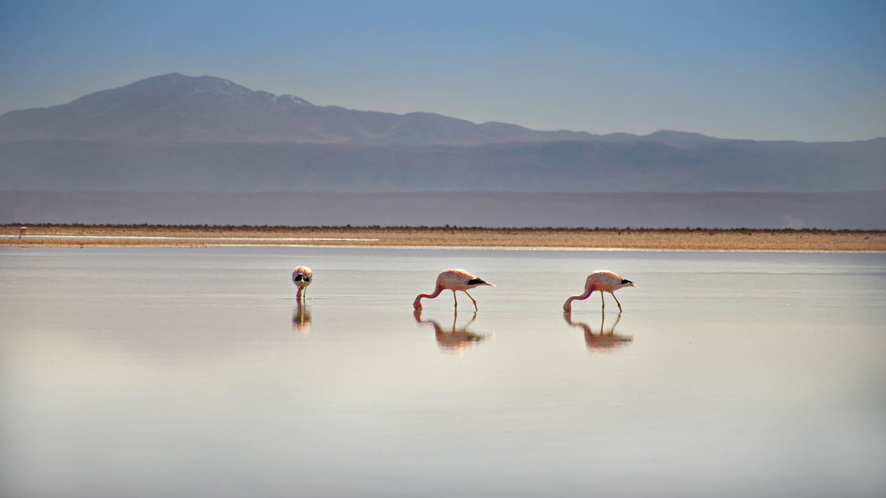 Full Day Piedras Rojas + Miscanti And Miñiques Altiplano Lagoons + Chaxa Lagoon + Atacama Salt Flat
