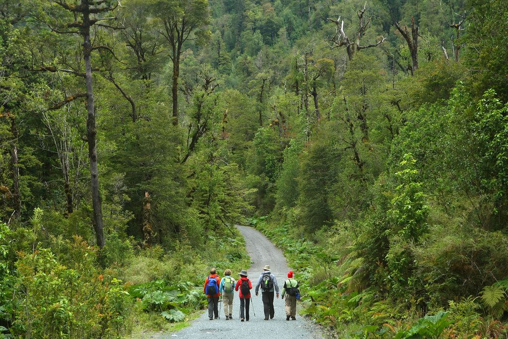 Ruta Alerce Ancestral Y Laguna Chaiquenes: Trek Al Pn Alerce Andino