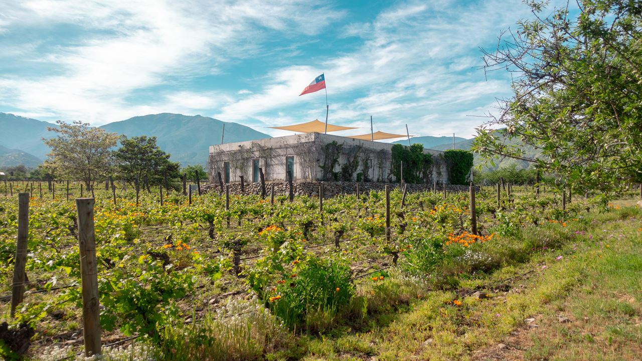 Wine Tour And Tasting - Casablanca Valley Boutique Vineyards
