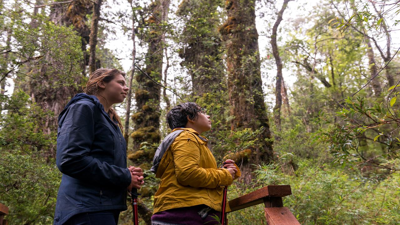 Trek Alerce Coastal National Park Ancestral Forests
